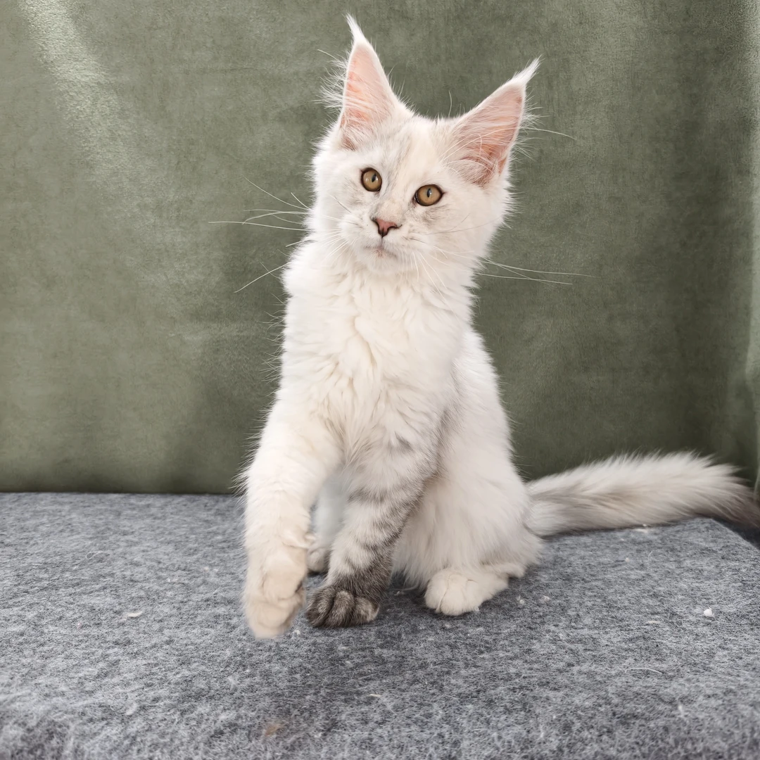 可丽家缅因猫 阴影花臂妹妹