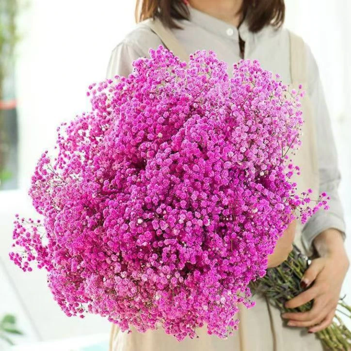 【鲜花满天星】云南鲜花基地直发满天星干花花束