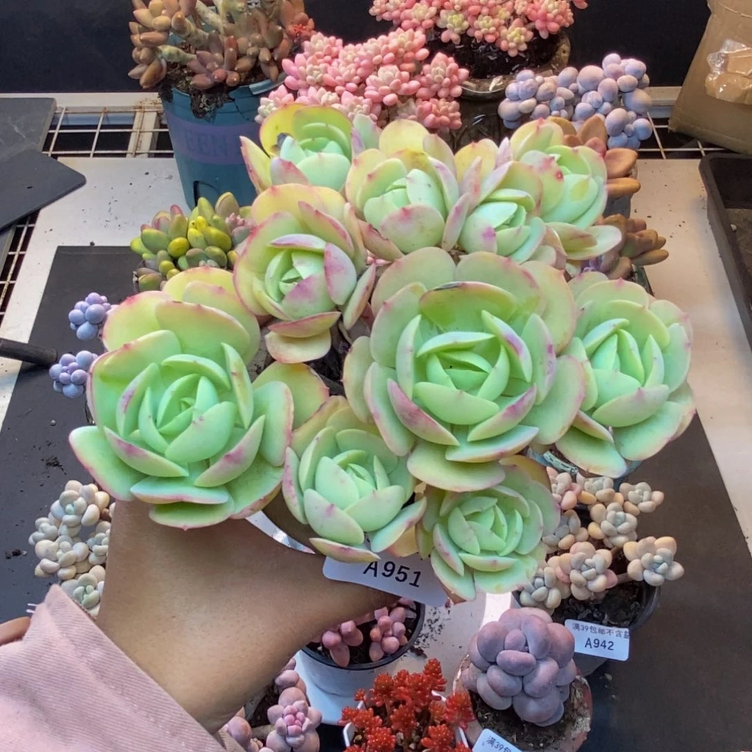 951碧桃多肉肉12c m