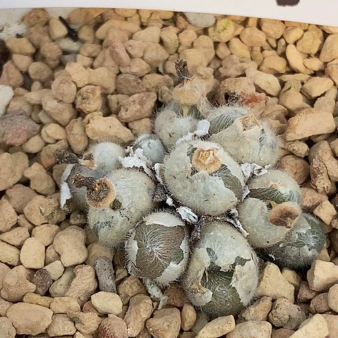 桃喜花园0513-80毛球