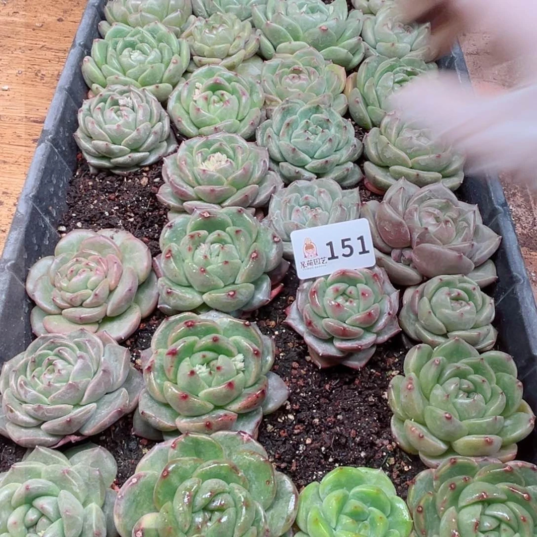 猎*多肉植物多肉植物