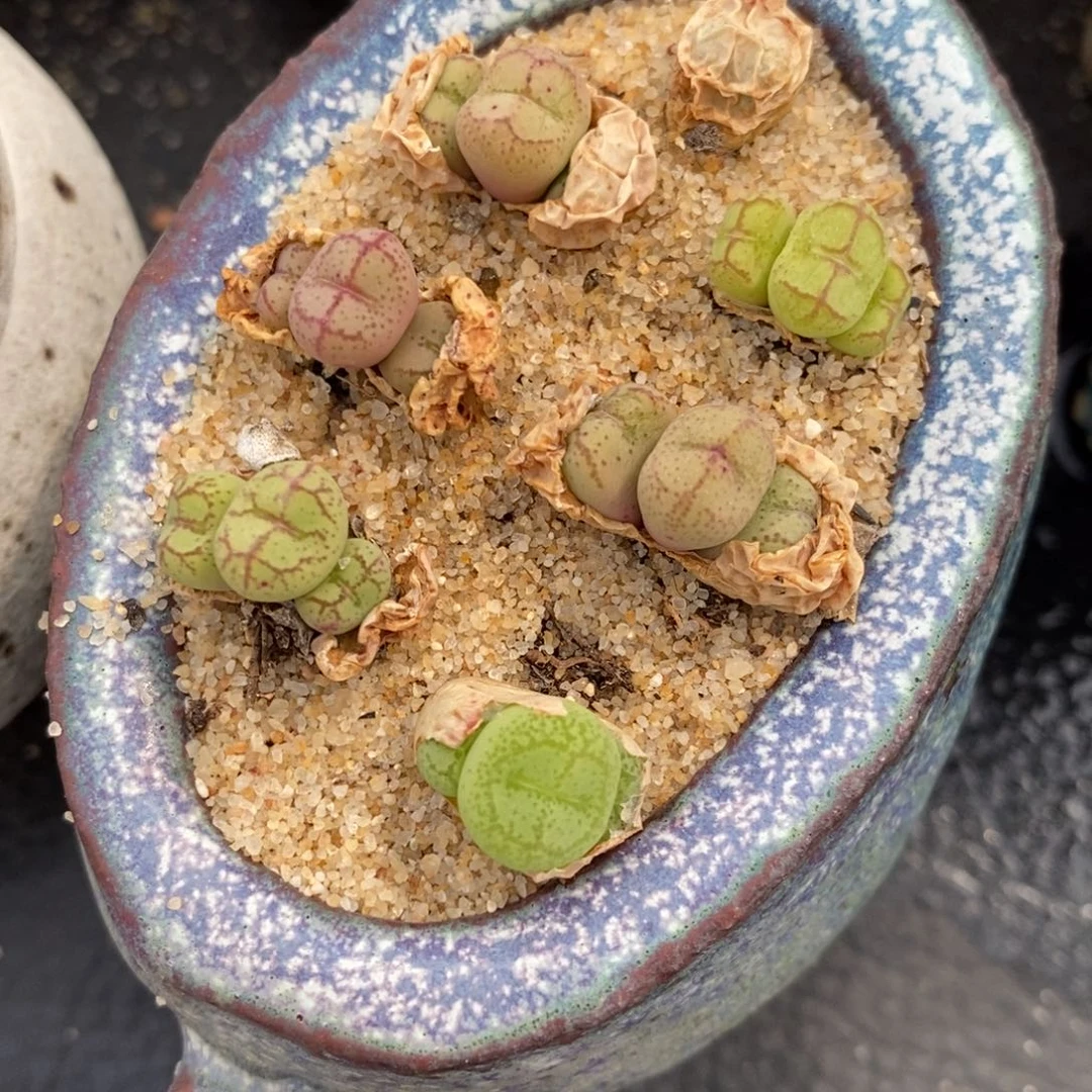 猴脸悟空一颗。