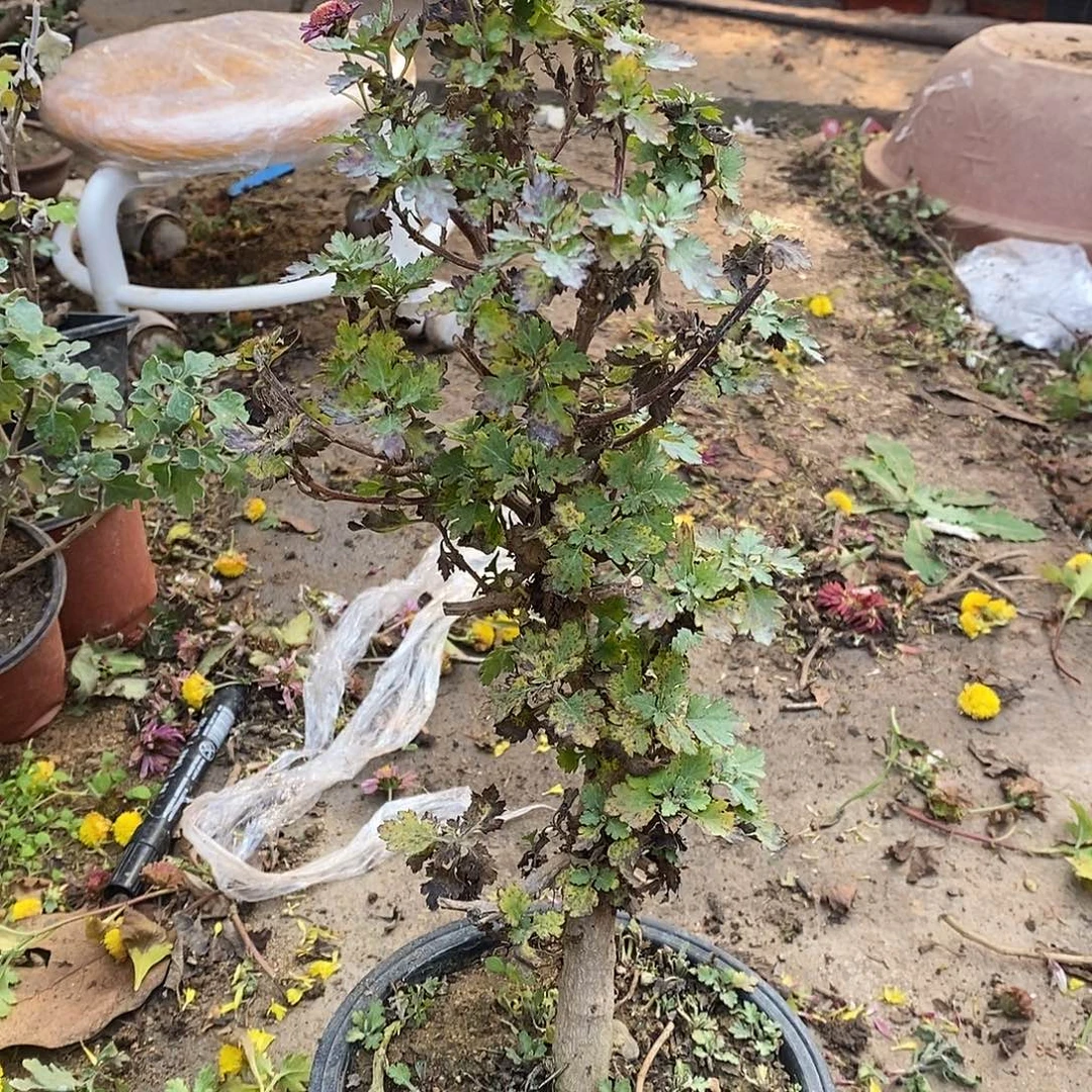 半***欢完全开放盆景菊花