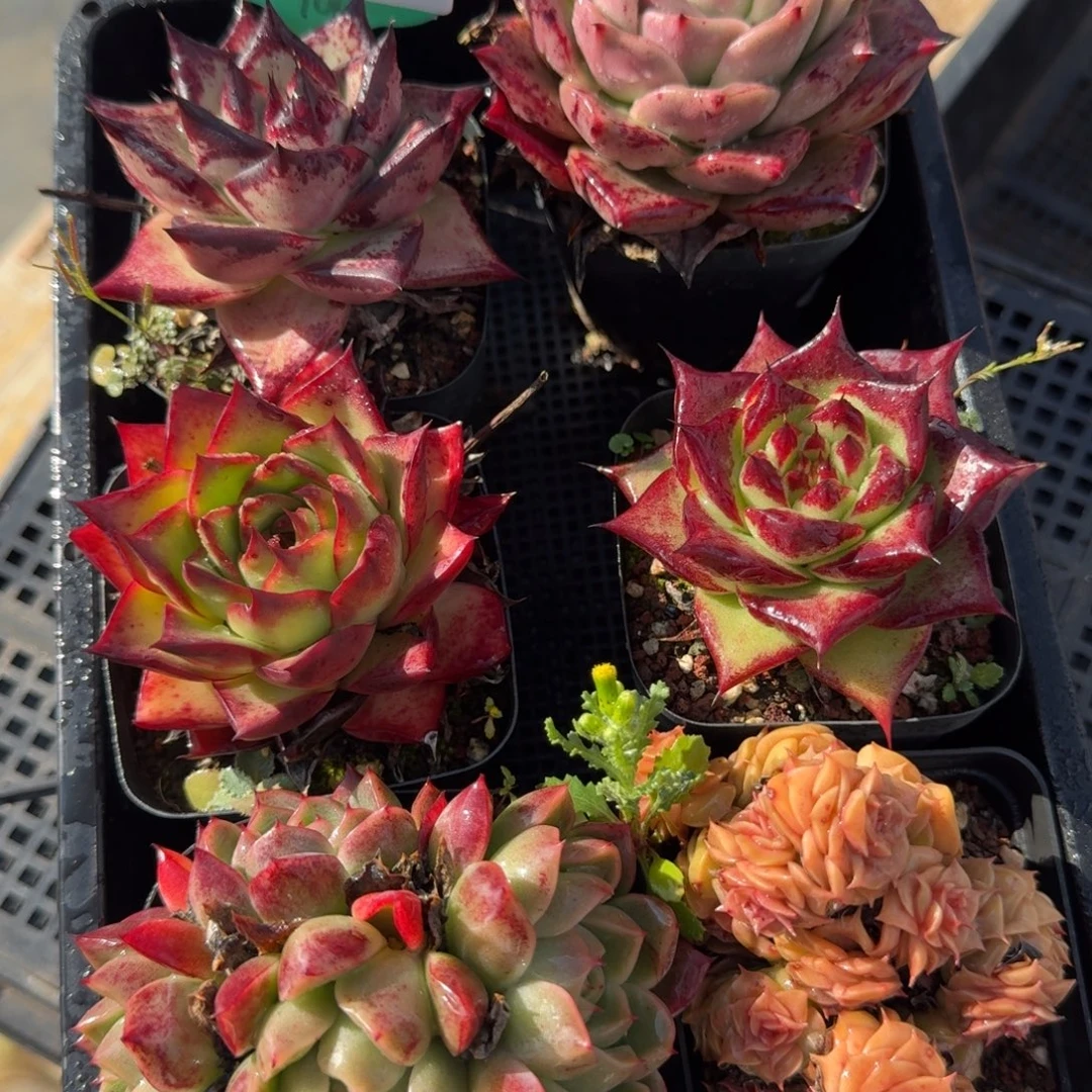 从前慢花园多肉编号1115-54