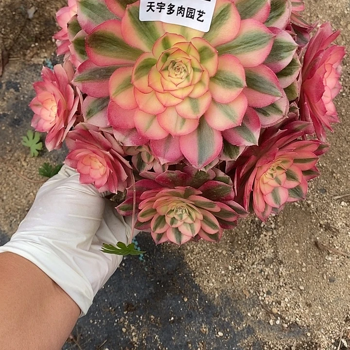 多肉植物倾城902多肉