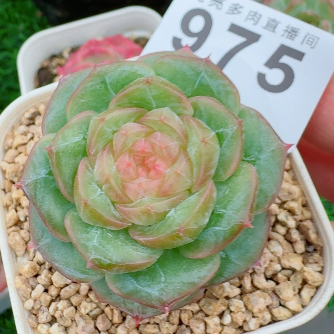 暮光之城            精美多肉植物