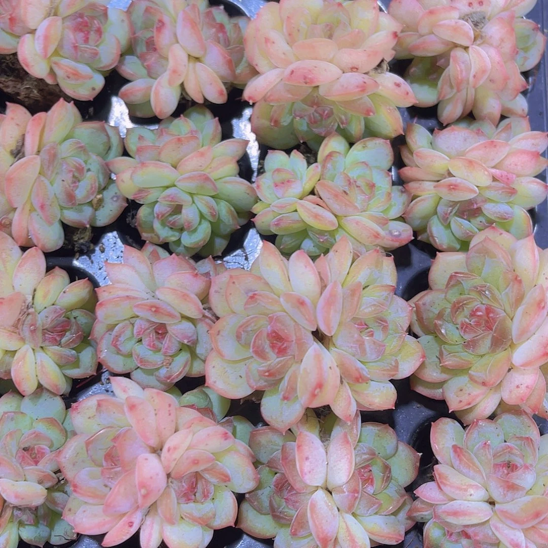 精品梦幻泡影满9.9包邮