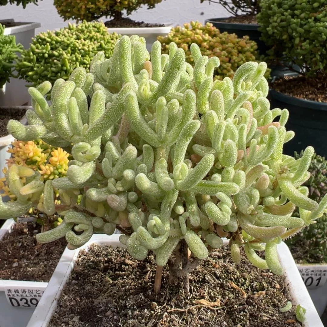 D3915橙叶白锦枝干