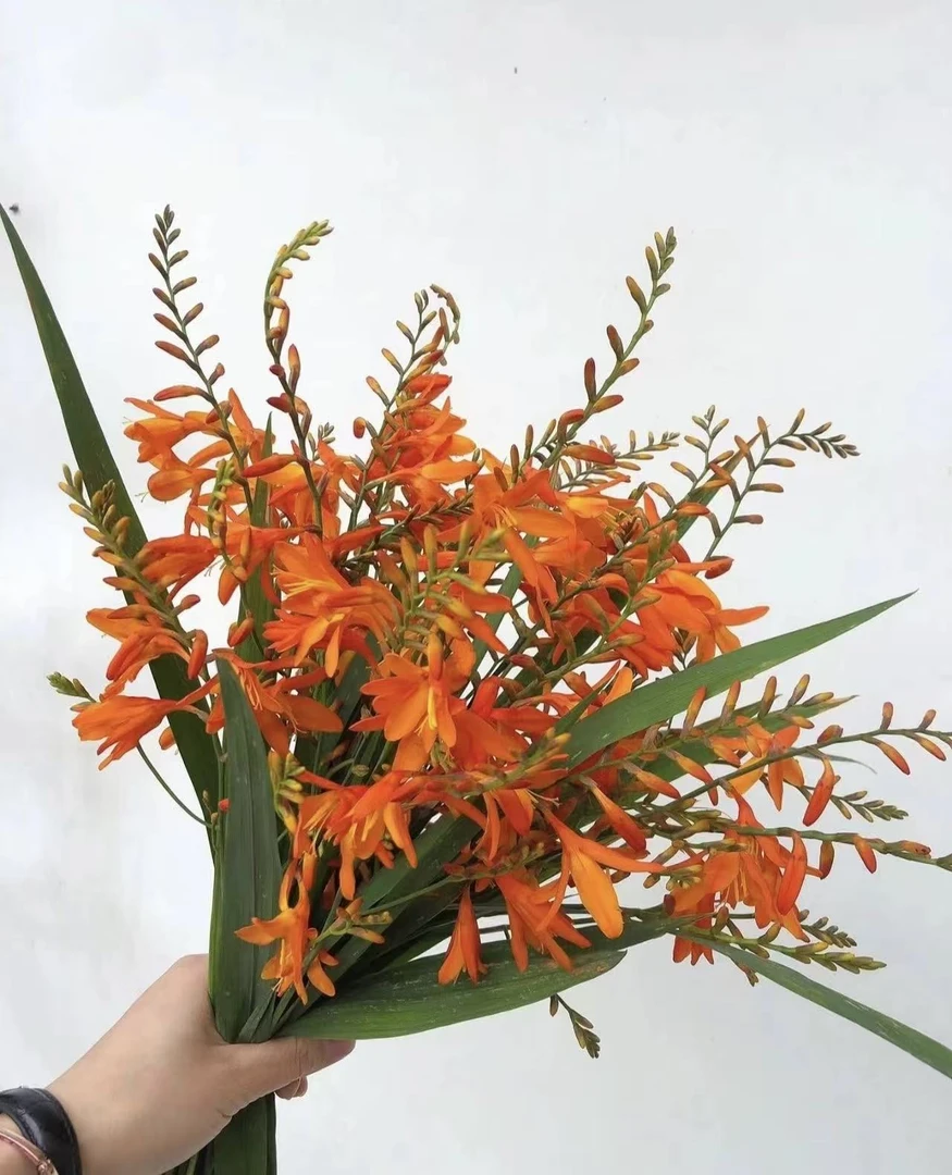 AAA级 火焰兰小众花材 线条感十足好养花期长 云南鲜花教师节花材