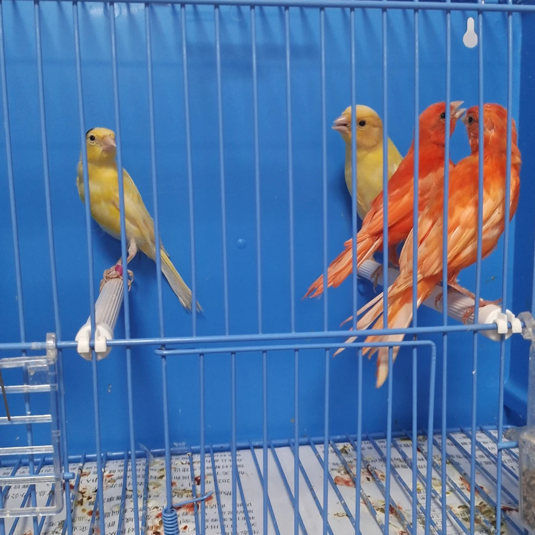 鹦鹉芙蓉文鸟玉鸟养殖场直发包邮包活包技术指导
