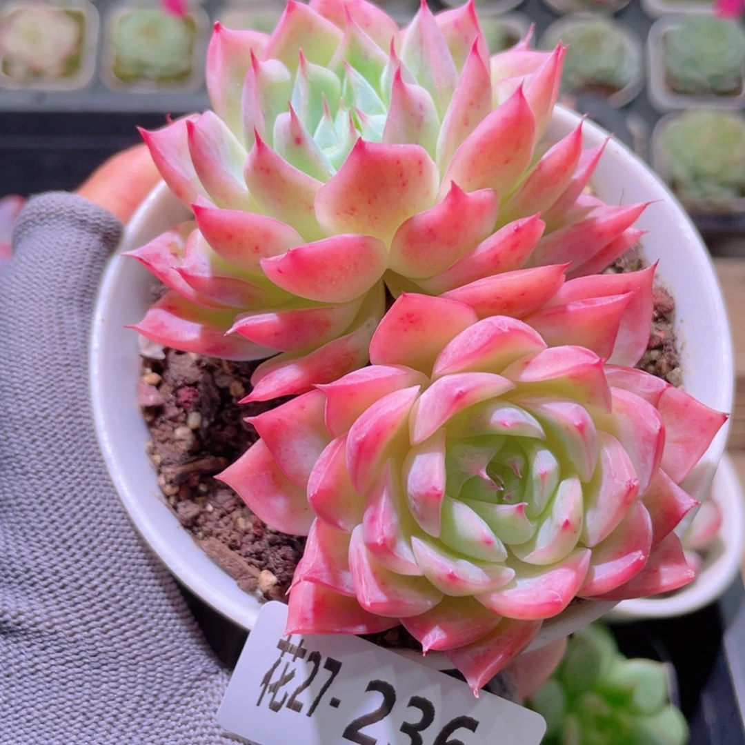 花利美27-236孤星