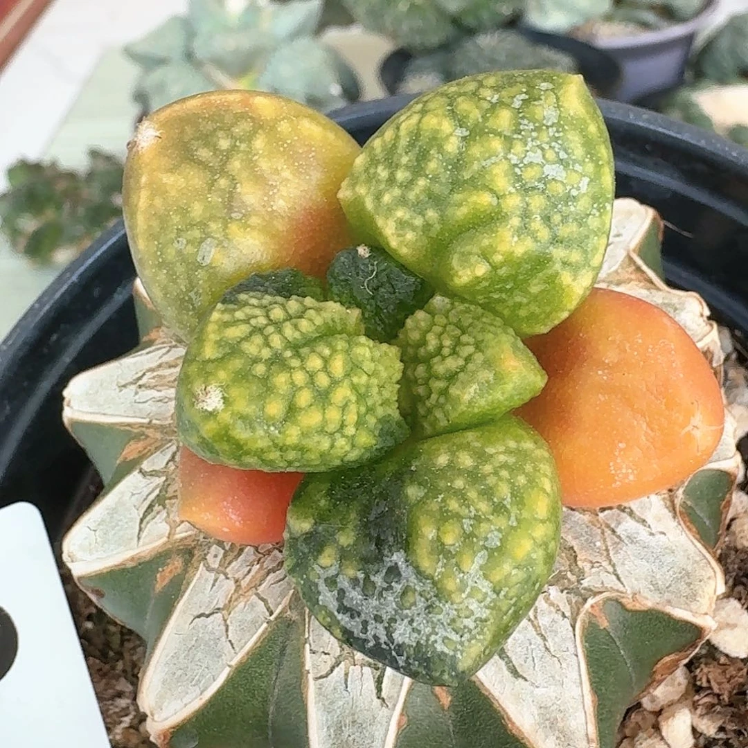 【闪购商品】无花朵长*大尤连山锦565