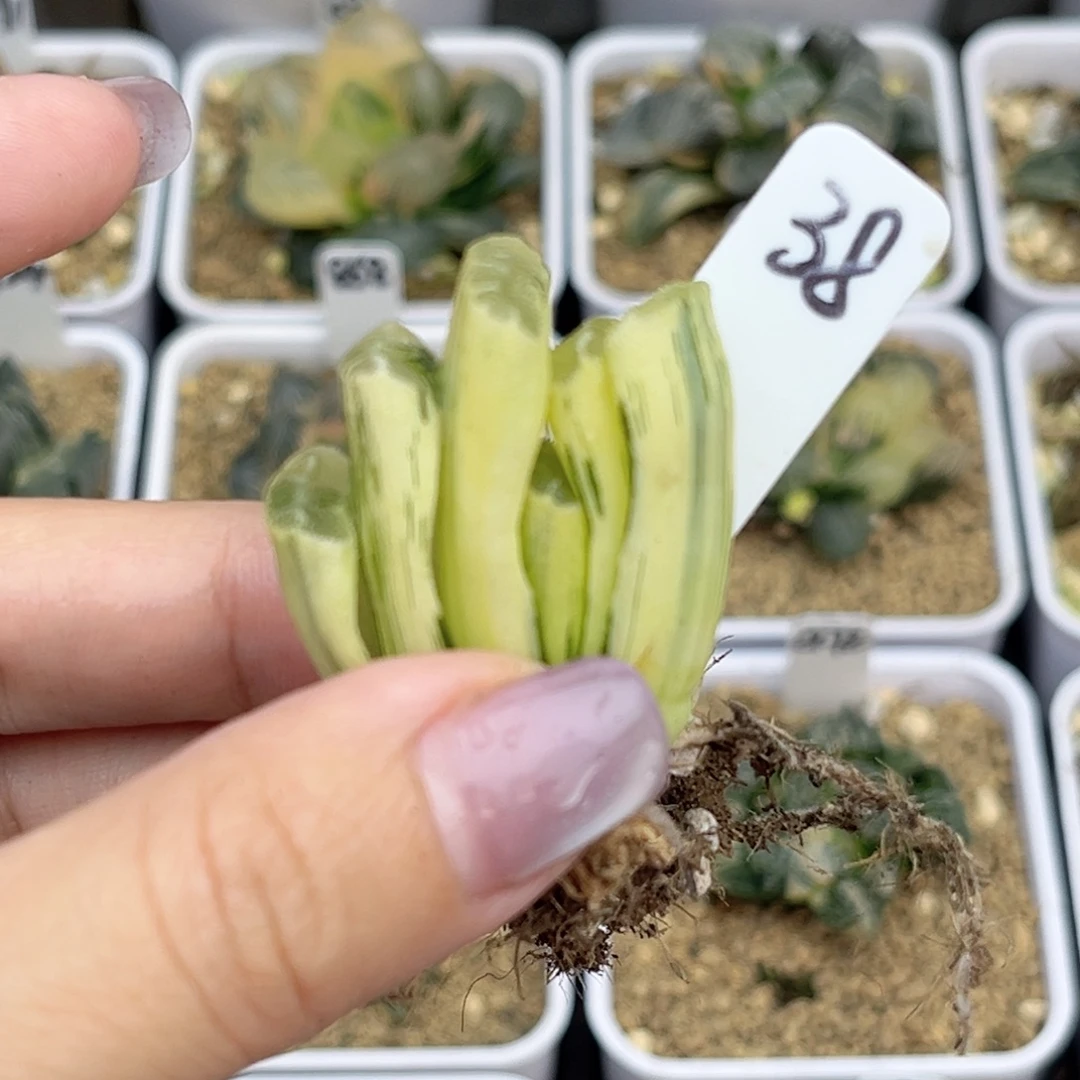 38赤斑玉扇锦脱土发福利专场