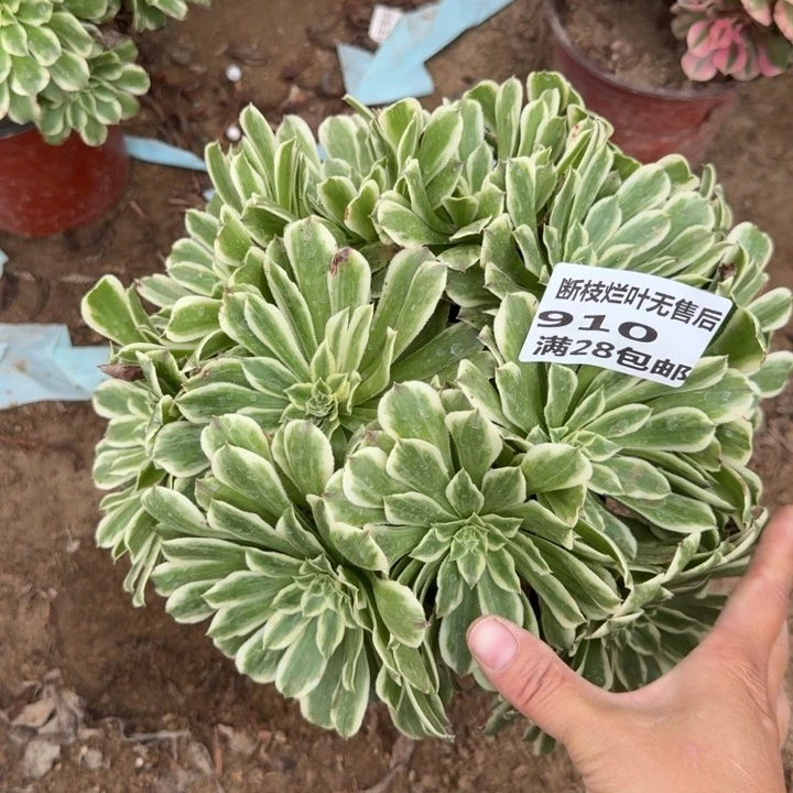 910二号棚碧浪丛林A