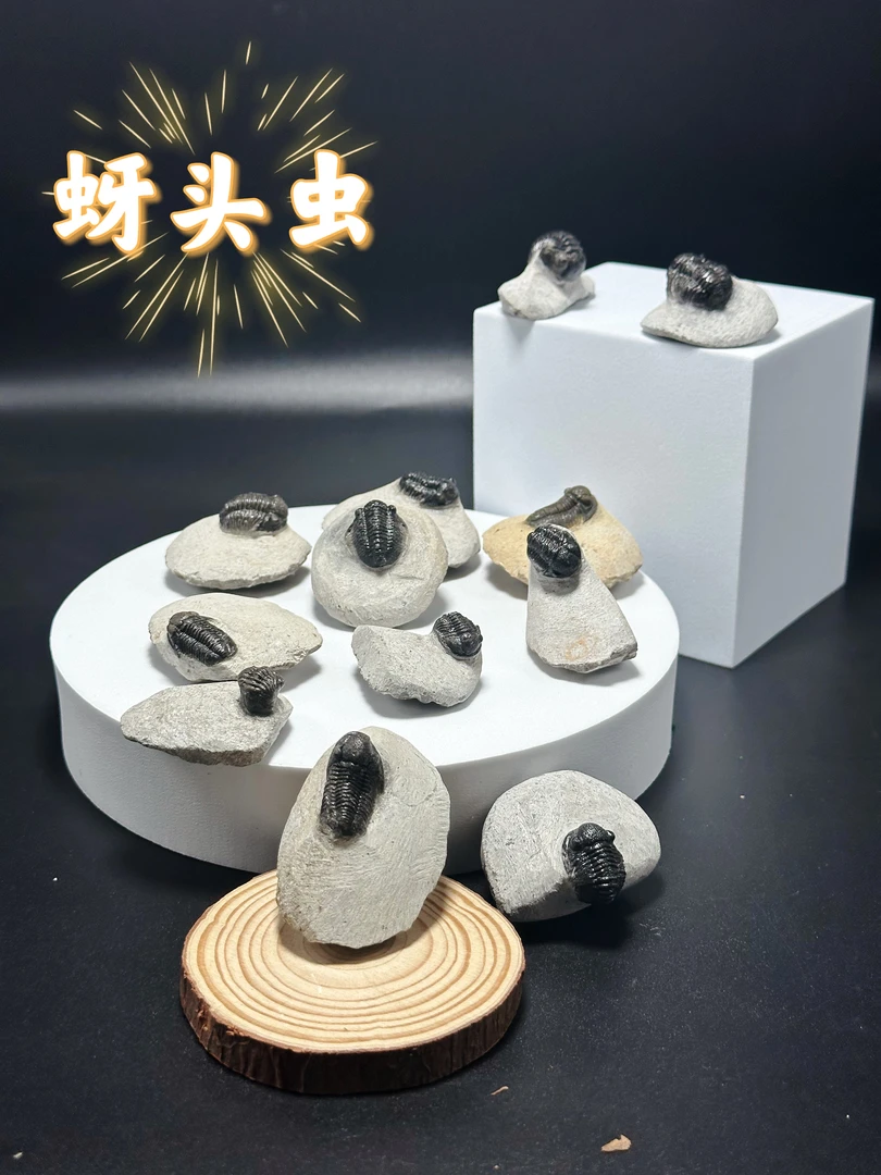 摩洛哥蚜头虫三叶虫科普学习自然天成生物标本创意小众摆件礼品