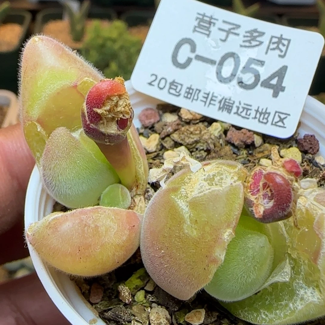 长毛翠。             