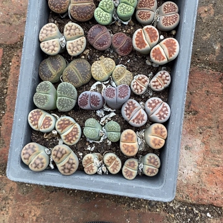 静***心生石花的季节到505