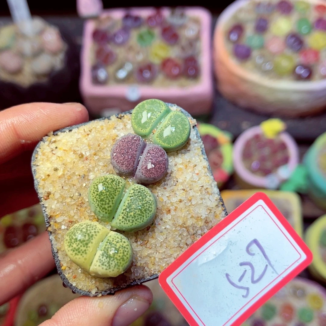 527生石花带盆发1