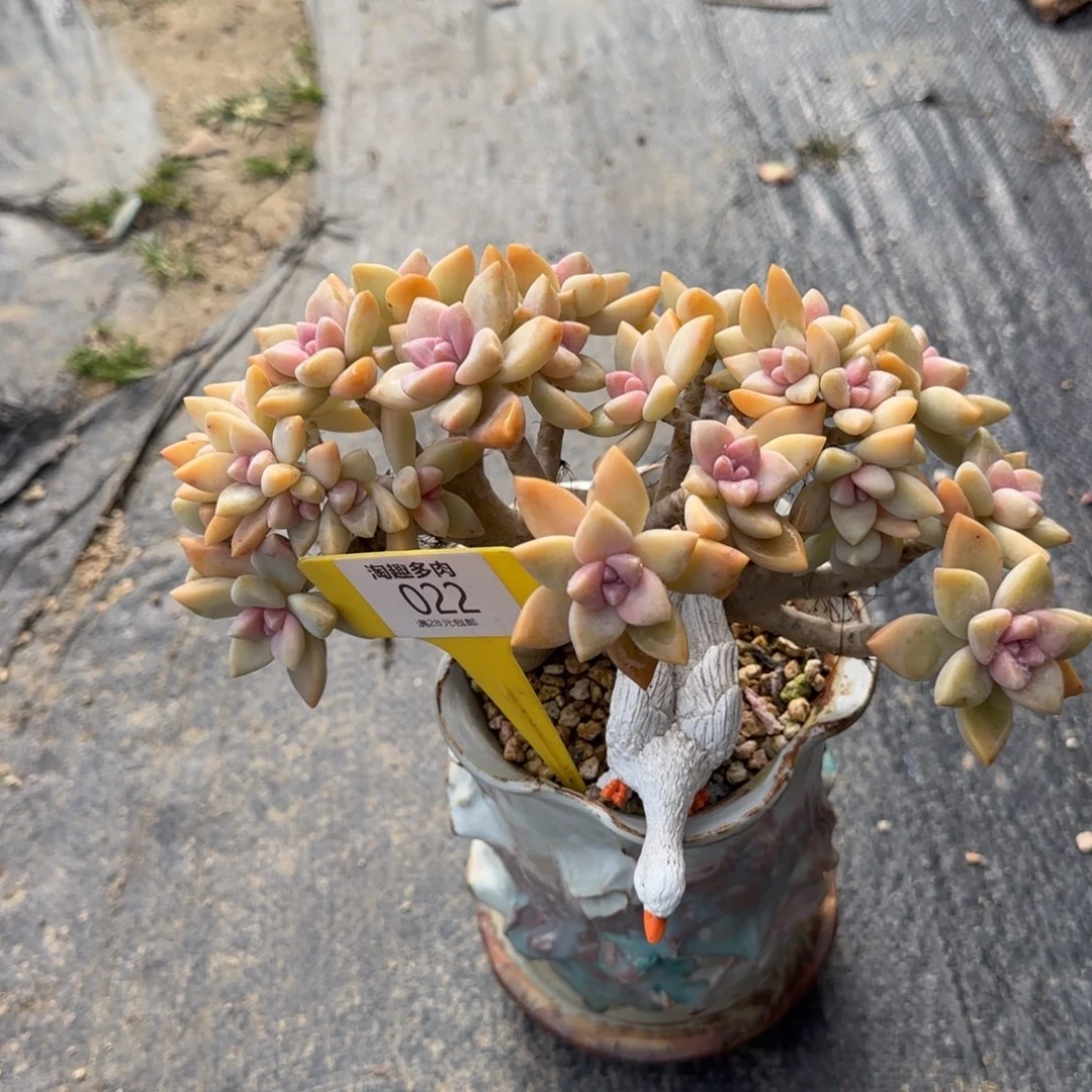 ****遥多肉植物淡血朵朵瑞