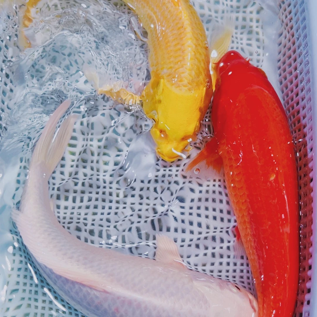 海水鱼锦鲤冷水147