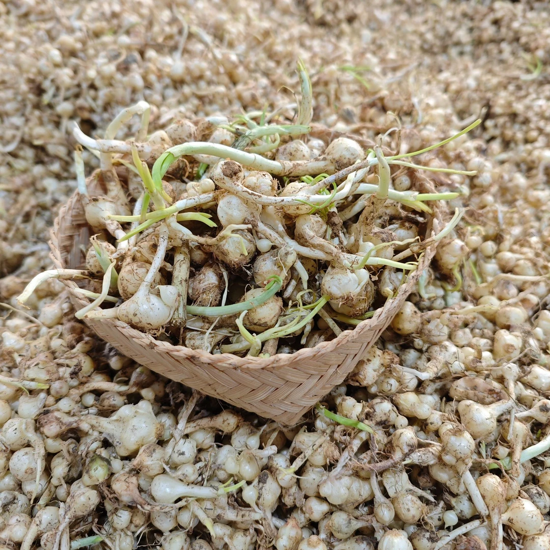贵州正宗野生小苦蒜野蒜野葱小蒜果野韭菜特色菜野菜包邮可批发