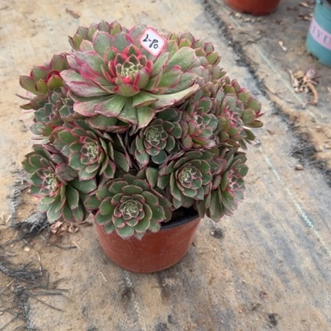 12-80粉花妖多肉植物