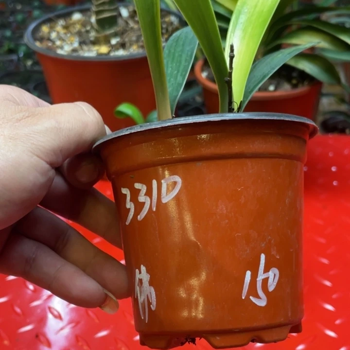 当前无花栽培后可以开花悠**得