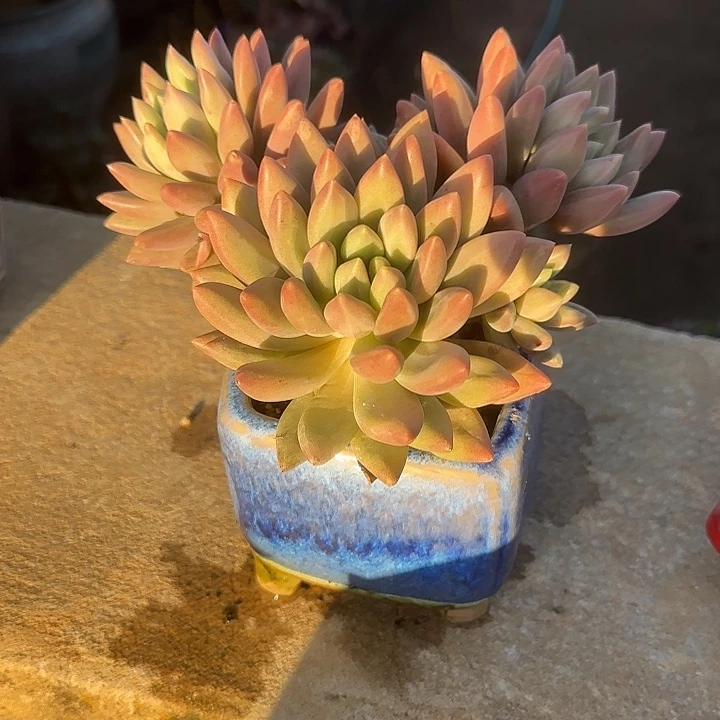 小***鱼多肉植物水晶球系列