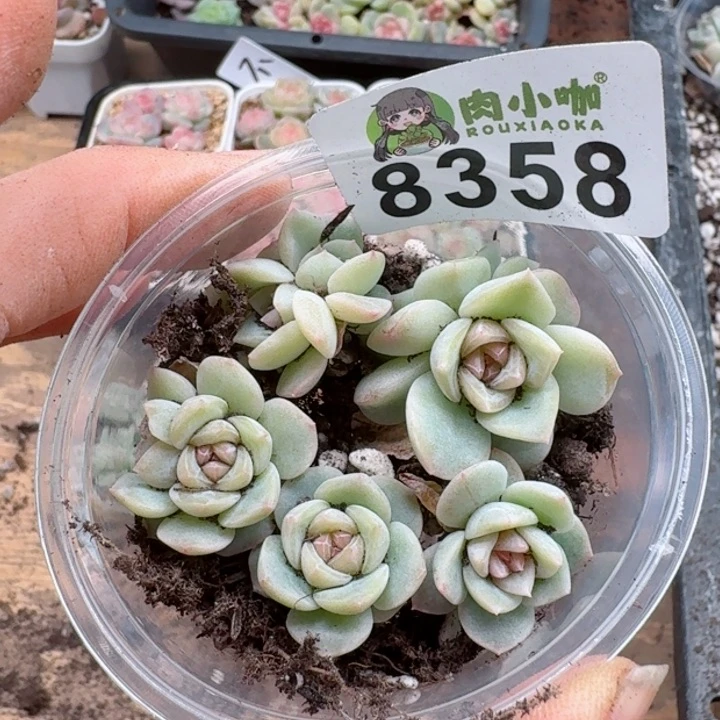 多肉植物多肉植物