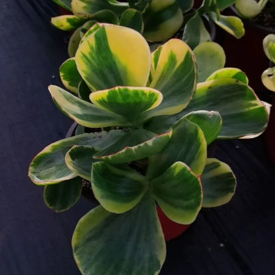 青梅白覆轮锦（包菜家里的）