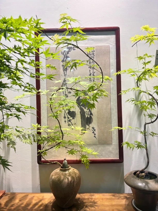 懒人盆栽流泉流泉枫枫树罗汉竹南天竹禅意风直播间专业链接
