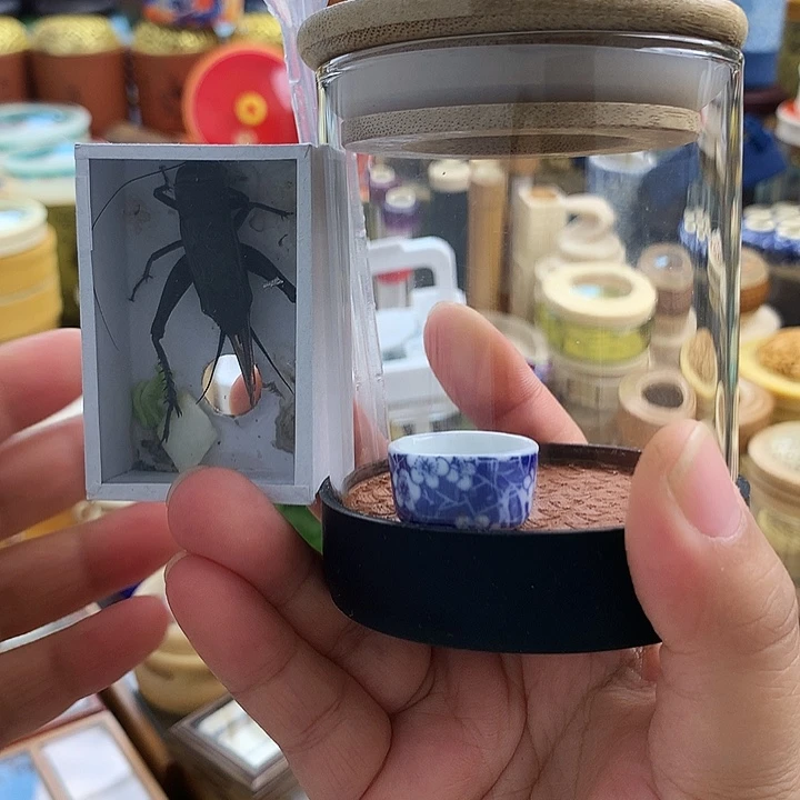 黑虫玻璃套啊啊啊啊