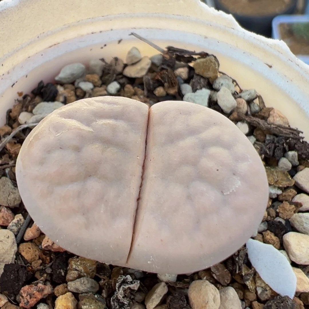 301多肉植物百科植物