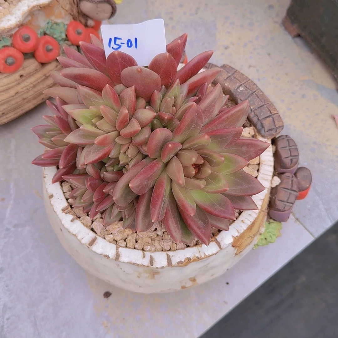 15-01迷雾泡泡多肉