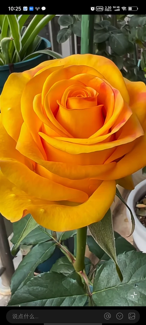 根接切花月季大花合集