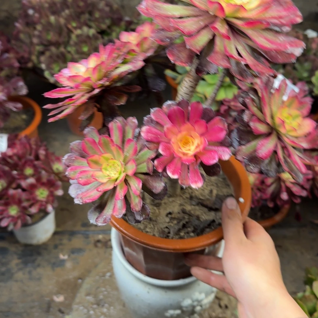 896美呀法师多肉