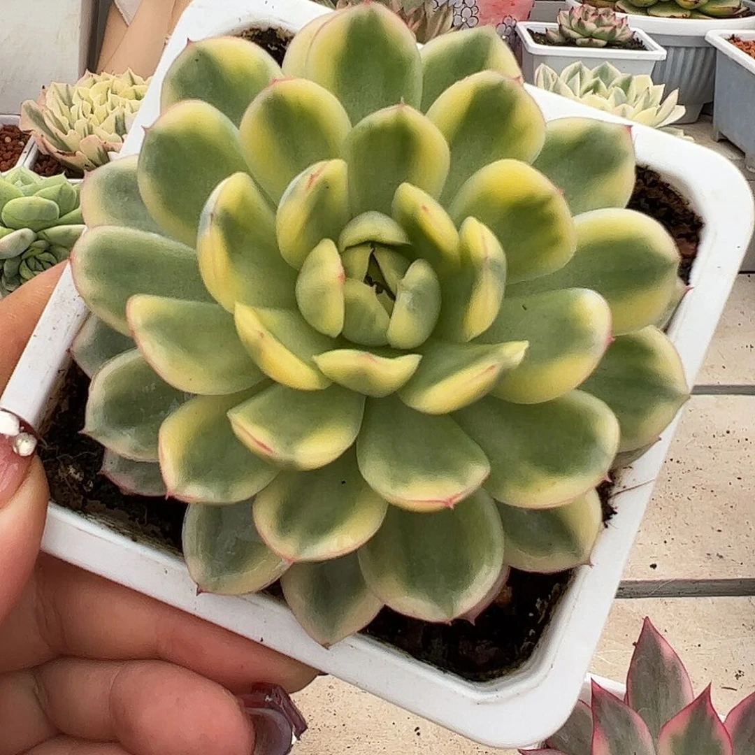 草莓冰锦多肉植物0001