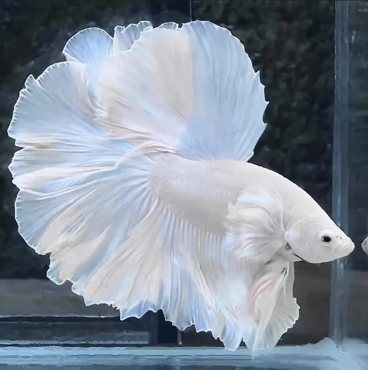 A2（25-48）泰国斗鱼活体精品观赏鱼活体（直播间选鱼）