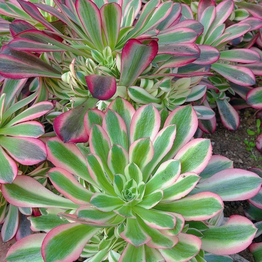 美杜莎女王手捧多肉植物