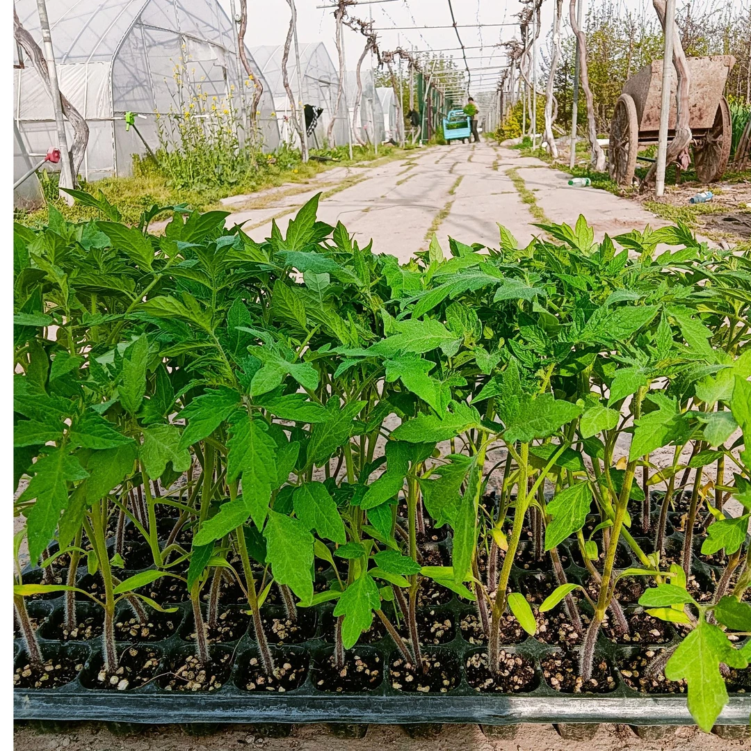 粉玉老式沙瓤番茄苗