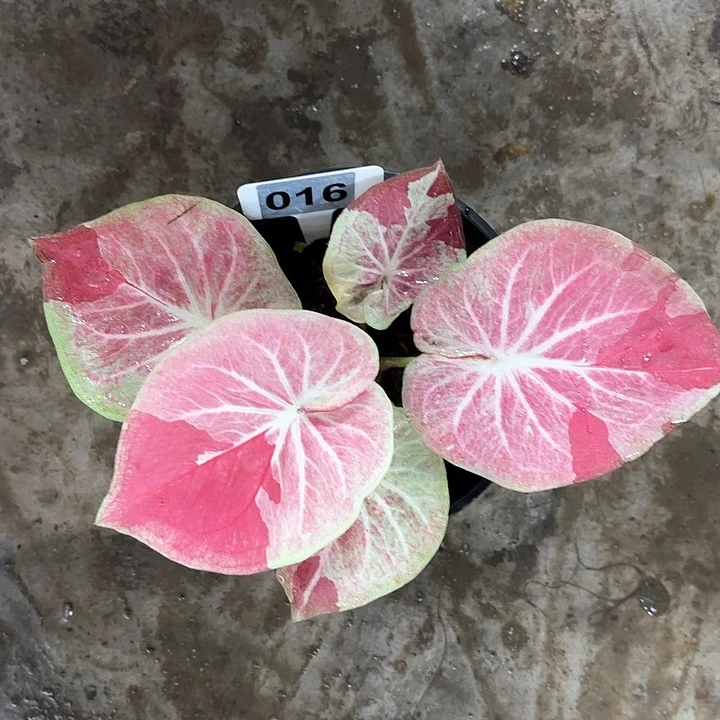 兰*16-0205天堂莲花广东现货多肉