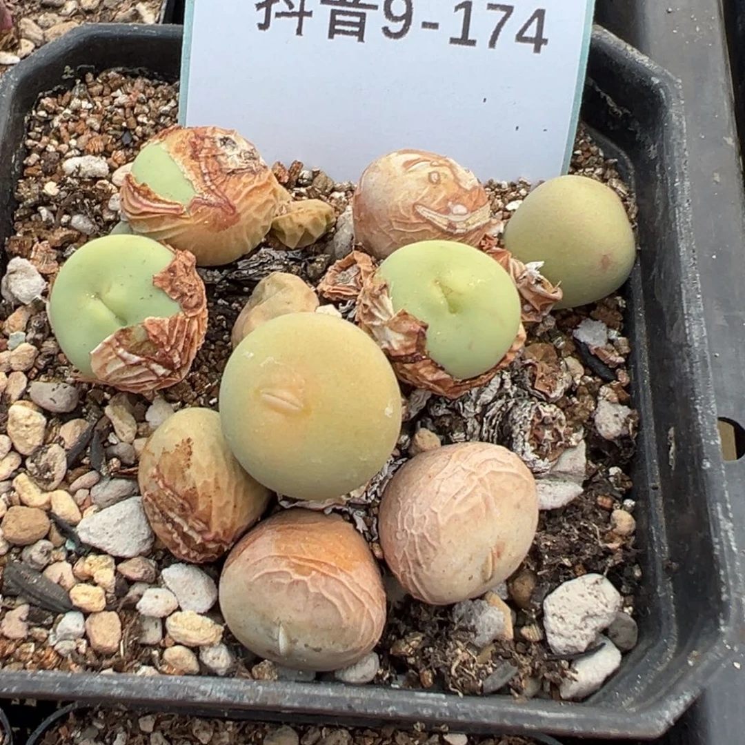 9-174肉锥多肉植物