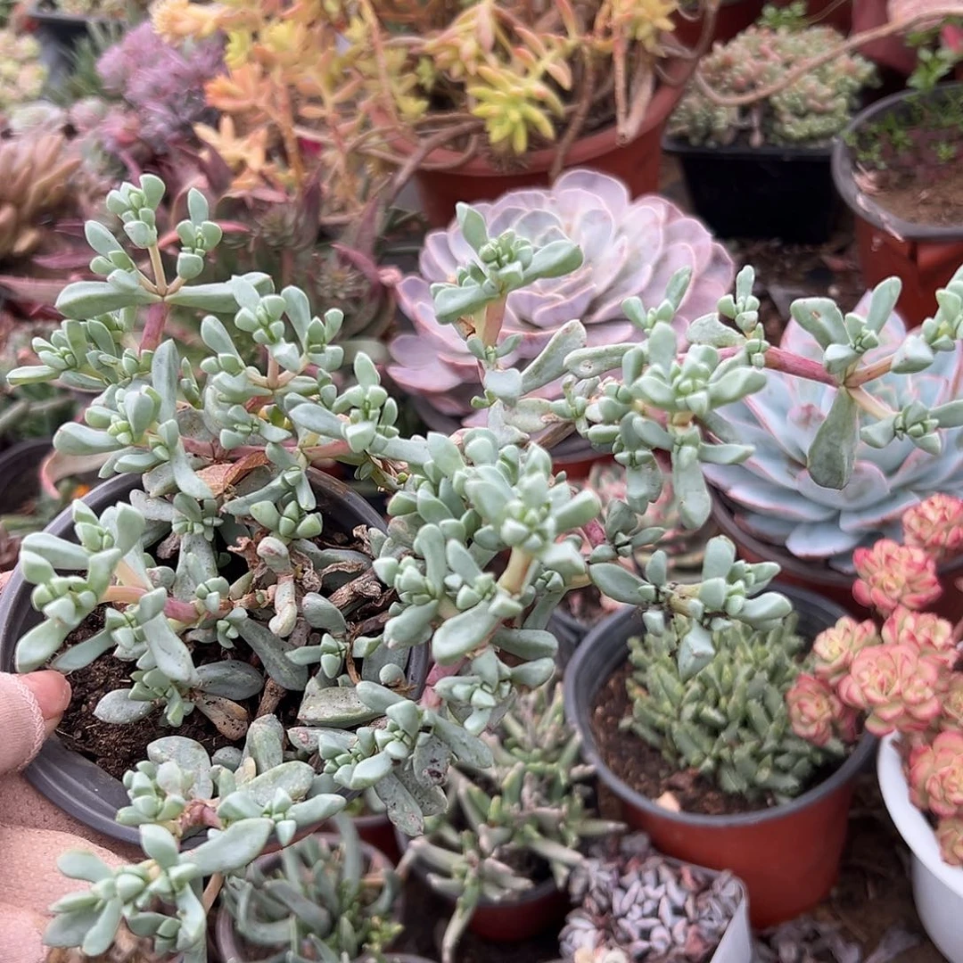 多肉植物白凤菊老庄