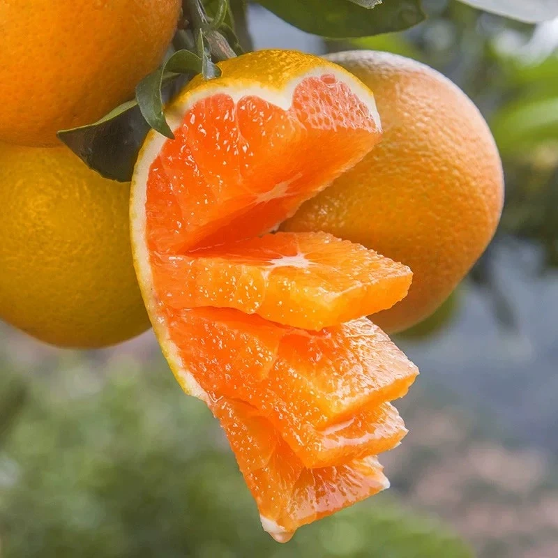 正宗九月红果冻橙新鲜采摘当季鲜果皮薄汁多产地直发孕妇小孩水果