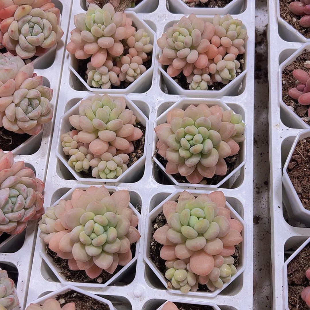 洛可可带盆带土19包邮多肉