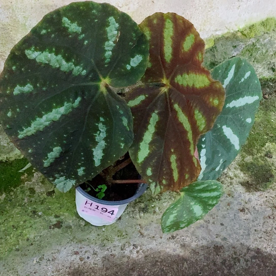 不开花植物?**子秋海棠194