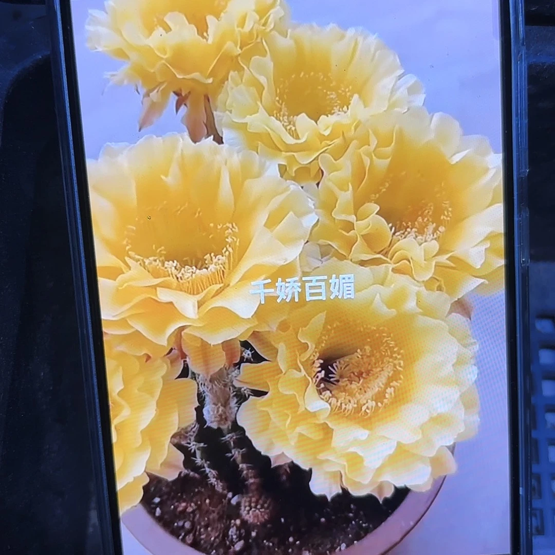 娇媚彩侧牙20包邮仙人球57