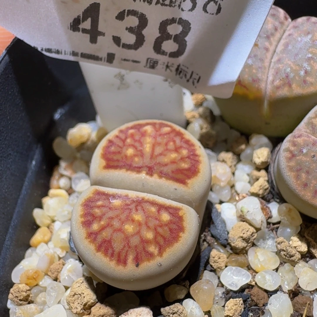 Sssss清仓便宜出438