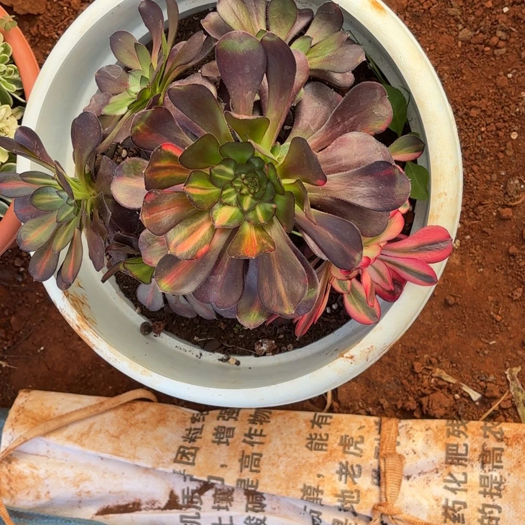 云南多肉植物花蝴蝶