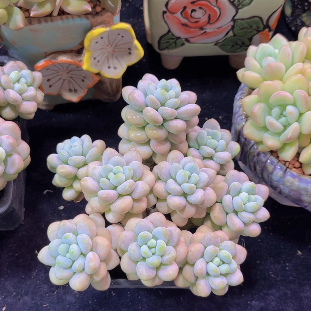 完全开放多肉植物达芙妮